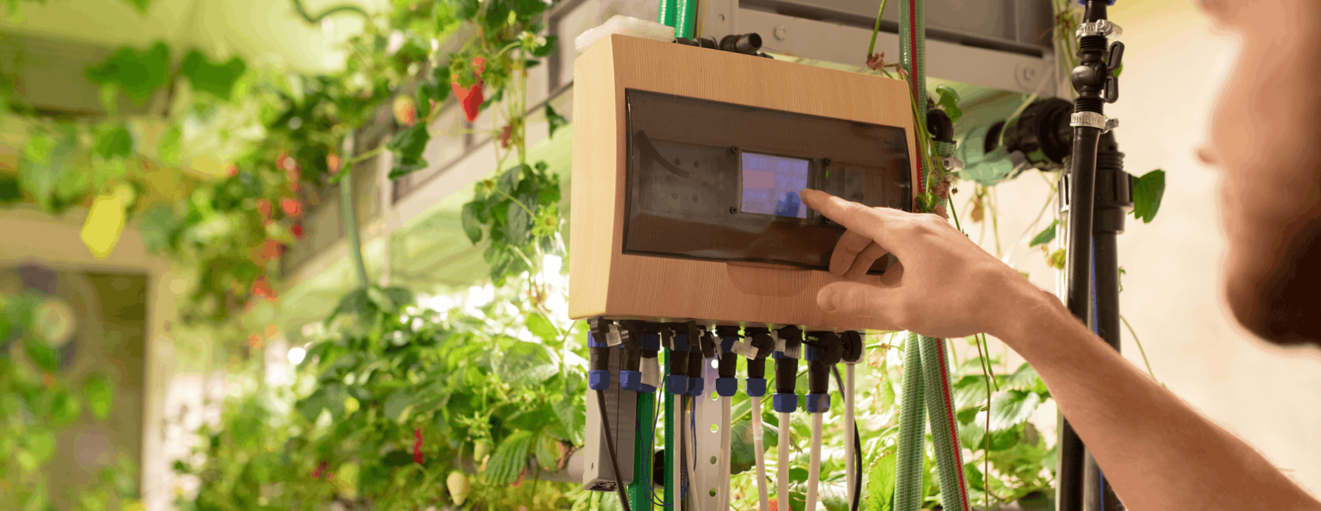 IoT-Enabled Hydroponic Management System